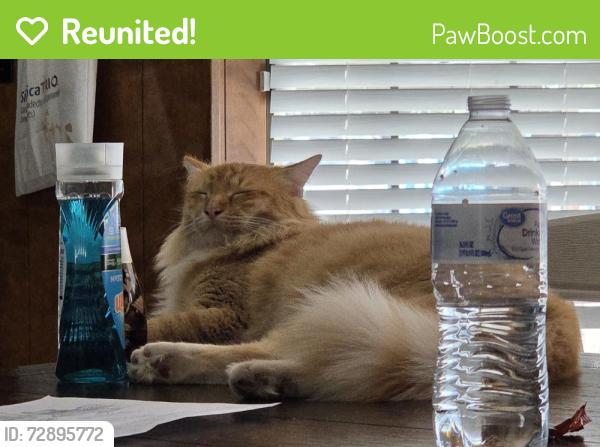 Reunited Male Cat last seen Little Creek Road, Cedar Hill, TX 75104