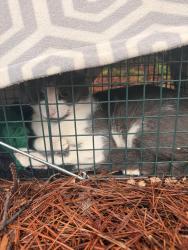 Reunited Unknown Cat last seen Near Retreat at Mountain Brook apmts, Birmingham, AL 35213