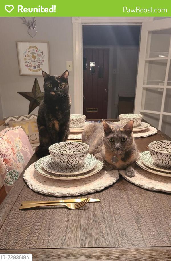 Reunited Female Cat last seen Laclede Station Rd. And Sburne Dr. , Affton, MO 63123