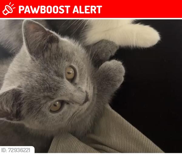 Lost Female Cat last seen Flower est farnworth , Farnworth, England BL4 0DP