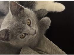 Lost Female Cat last seen Flower est farnworth , Farnworth, England BL4 0DP