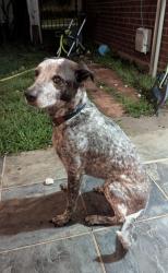 Reunited Female Dog last seen Near tennis court on Richards Rd , Spring, TX 77386