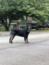 Found/Stray Male Dog last seen Orchard street, South Charleston, WV 25309