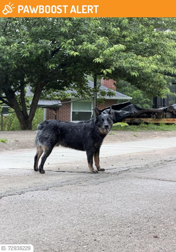 Found/Stray Male Dog last seen Orchard street, South Charleston, WV 25309