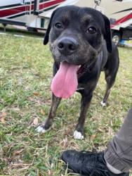 Reunited Male Dog last seen Royal Road, Punta Gorda, FL 33955