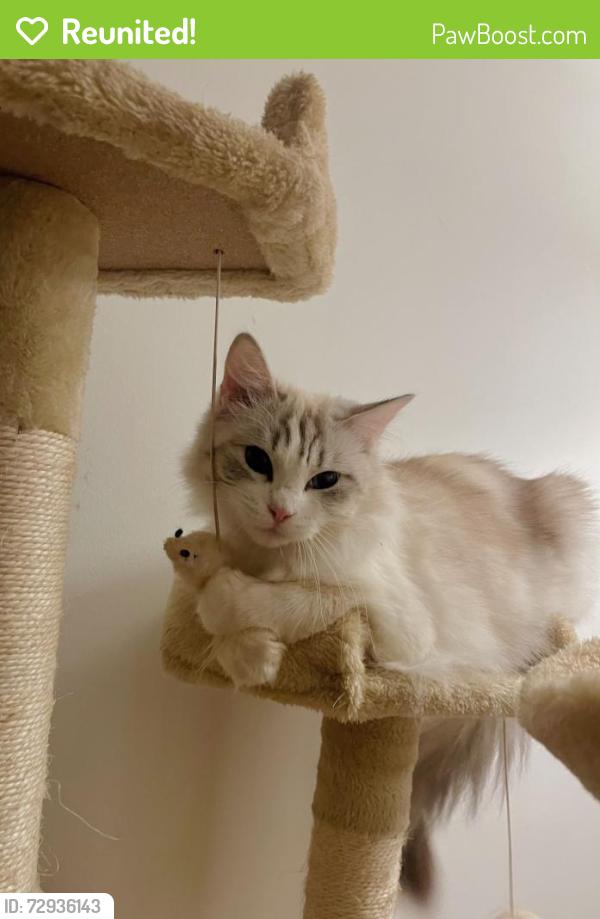 Reunited Female Cat last seen Archers Road, Southampton, England SO15 2YA