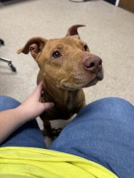Found/Stray Male Dog last seen Manhattan Ave and Harvey Street, Toledo, OH 43608