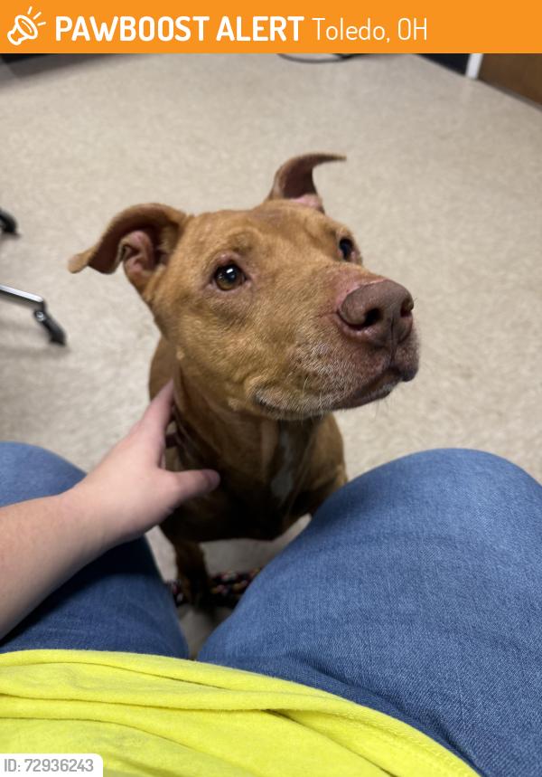 Found/Stray Male Dog last seen Manhattan Ave and Harvey Street, Toledo, OH 43608