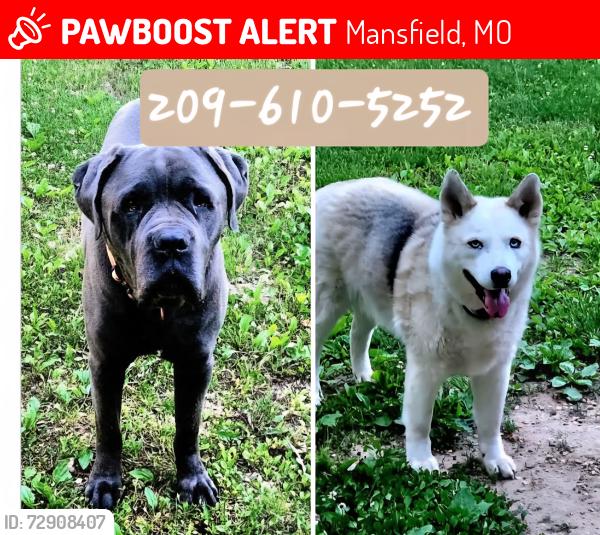 Lost Male Dog last seen Hwy U and CR U-111 Mansfield MO , Mansfield, MO 65704