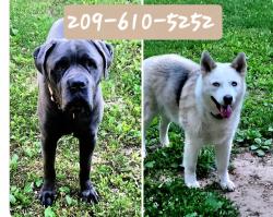 Lost Male Dog last seen Hwy U and CR U-111 Mansfield MO , Mansfield, MO 65704