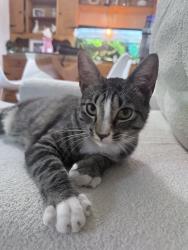 Reunited Male Cat last seen Line street, Danville, PA 17821