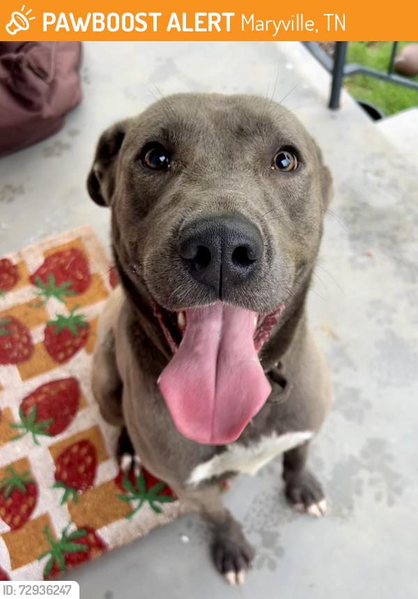 Found/Stray Male Dog last seen Blount Ave near basketball court, Maryville, TN 37804