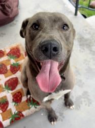 Found/Stray Male Dog last seen Blount Ave near basketball court, Maryville, TN 37804
