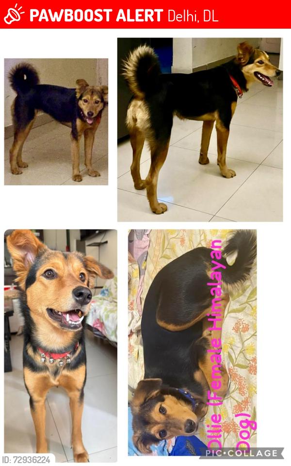 Lost Female Dog last seen NOIDA ROAD NR AKSHARDHAM FLYOVER, DELHI POLICE apmt BUS STOP ON DELHI NOIDA ROAD, Delhi, DL 110091