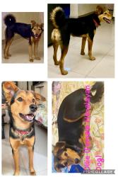 Lost Female Dog last seen NOIDA ROAD NR AKSHARDHAM FLYOVER, DELHI POLICE apmt BUS STOP ON DELHI NOIDA ROAD, Delhi, DL 110091