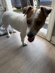 Found/Stray Male Dog last seen Bennington Village, Greensboro, NC 27301
