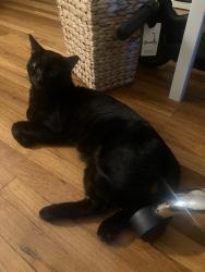 Lost Male Cat last seen Near Arlington Ave, Torrance, CA 90501
