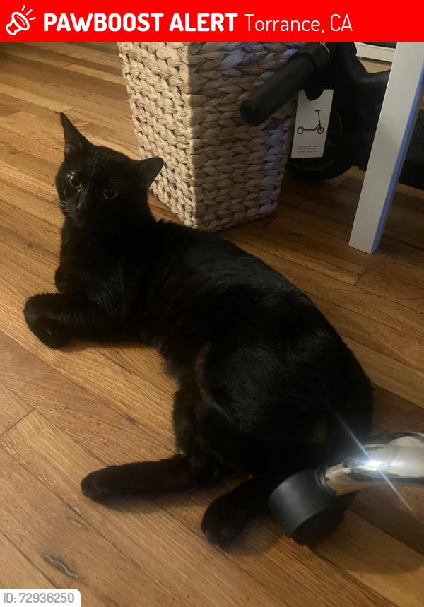 Lost Male Cat last seen Near Arlington Ave, Torrance, CA 90501