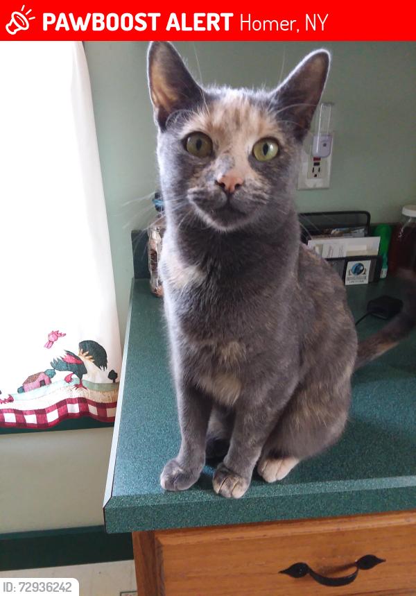Lost Female Cat last seen Cortland and Center Sts., Homer, NY 13077