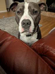 Reunited Male Dog last seen Fulton Ave, Spring Hill, FL 34613, North Weeki Wachee, FL 34613