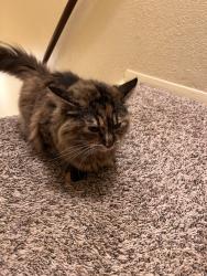 Reunited Female Cat last seen 51st street and Farley Lane , Merriam, KS 66203