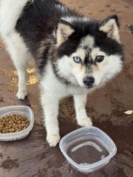 Found/Stray Unknown Dog last seen Sw 50 th Avenue and Peter’s road , Plantation, FL 33317