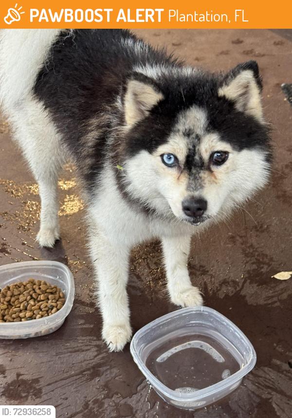 Found/Stray Unknown Dog last seen Sw 50 th Avenue and Peter’s road , Plantation, FL 33317