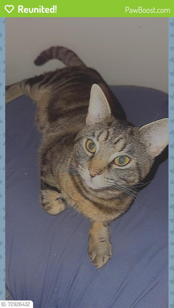 Reunited Male Cat last seen Turfway rd, dixie highway , Florence, KY 41042