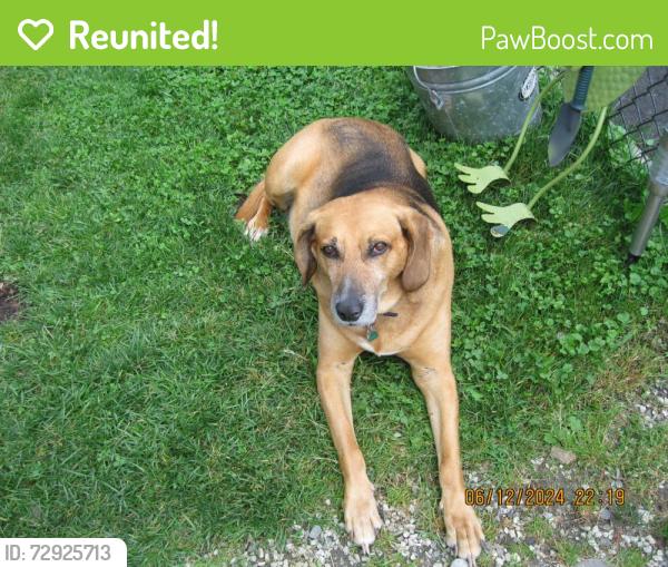 Reunited Male Dog last seen Knoll Drive, Barre, VT 05641, Barre, VT 05641