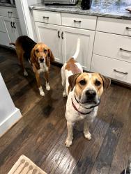 Reunited Female Dog last seen Hoke Brady & Kingsland, Richmond, VA 23231