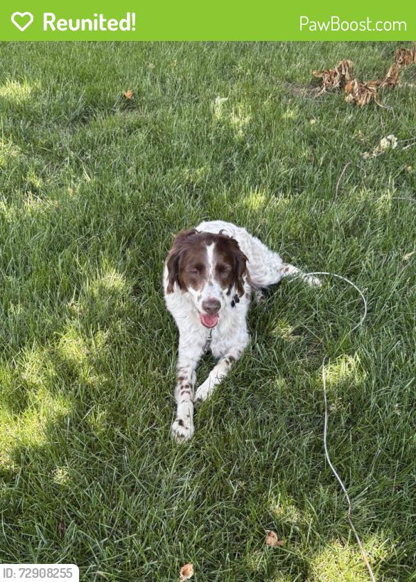 Reunited Male Dog last seen West of peck road and Keslinger by red barn, Geneva, IL 60134