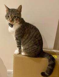 Reunited Female Cat last seen Caledonian Square, Greater London, England NW1 9BD