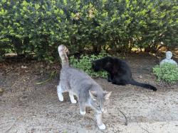 Lost Female Cat last seen Timberbrook , Columbus, OH 43228