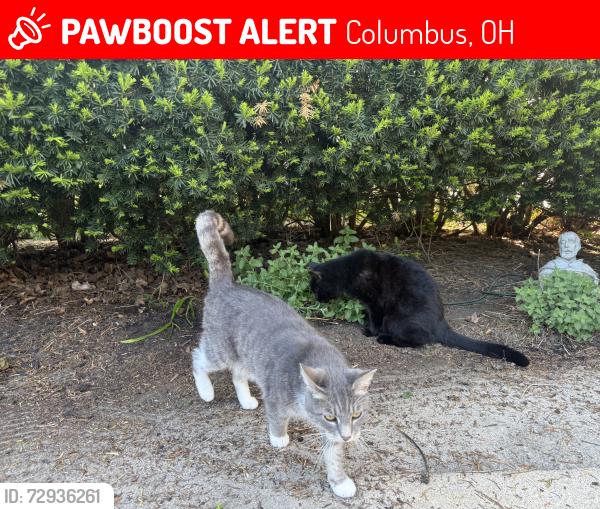 Lost Female Cat last seen Timberbrook, Columbus, OH 43228