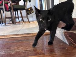 Reunited Female Cat last seen South Taylor and Superior Park Dr, Cleveland Heights, OH 44118