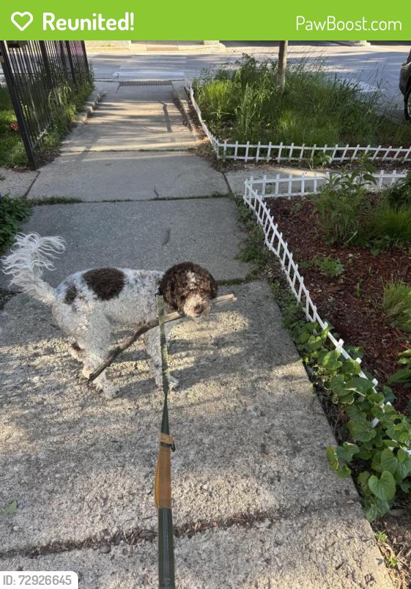 Reunited Female Dog last seen Near Monticello Ave, Chicago 60647, Piatt County, IL 61856