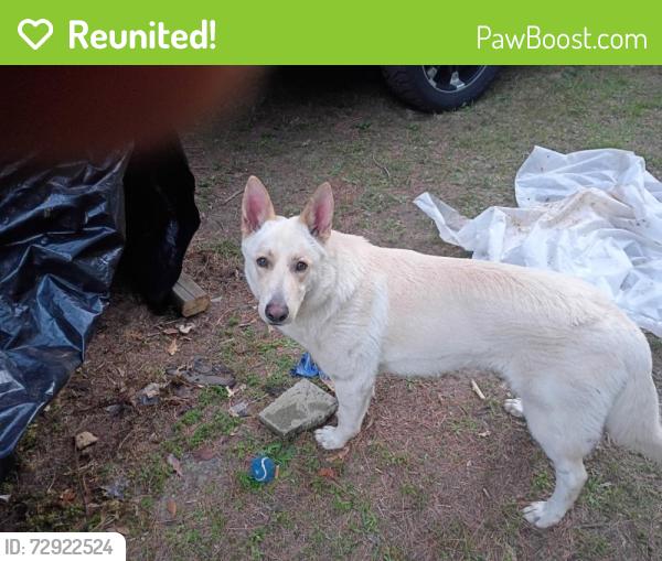Reunited Male Dog last seen Heinkie rd, Mabelvale, AR 72103