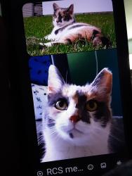 Lost Female Cat last seen Maher Rd, Independence, KY 41051