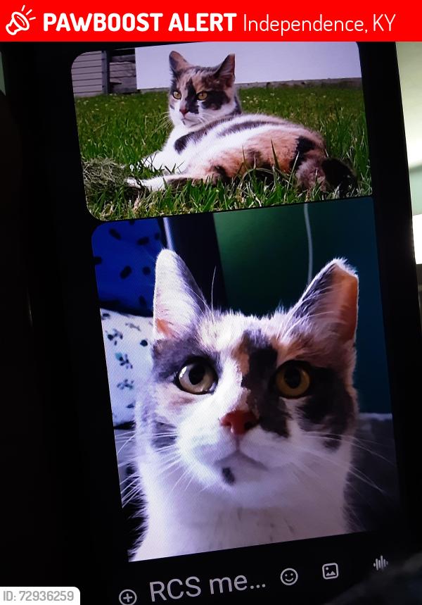 Lost Female Cat last seen Maher Rd, Independence, KY 41051