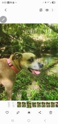 Lost Female Dog last seen Oldquary rd, State Road, NC 28676