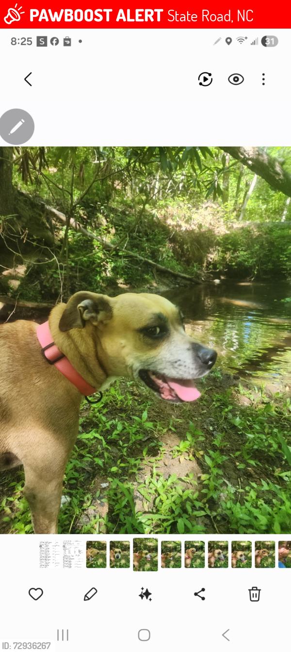 Lost Female Dog last seen Oldquary rd, State Road, NC 28676