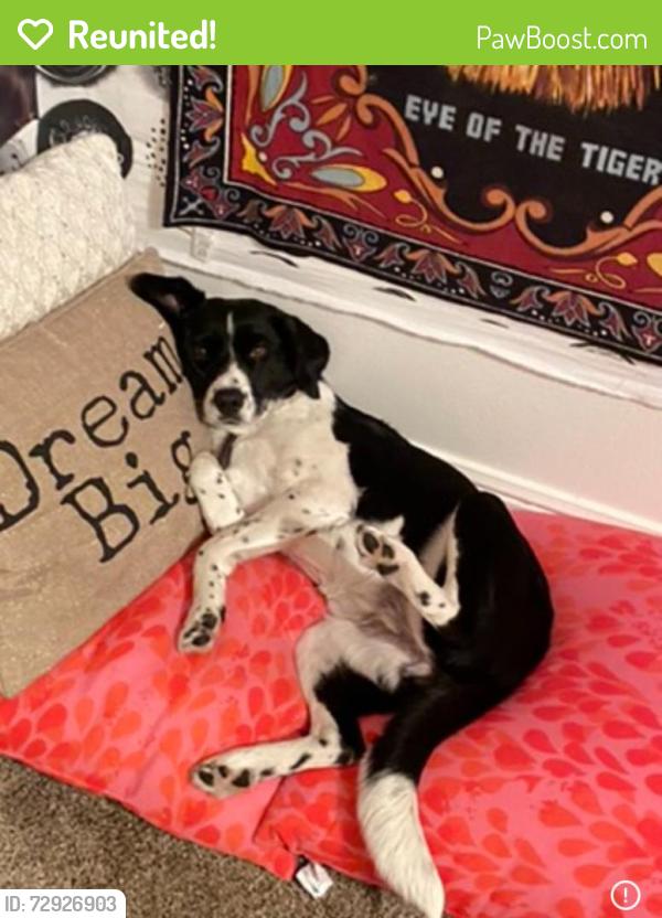 Reunited Female Dog last seen 15th st , Fort Smith, AR 72901