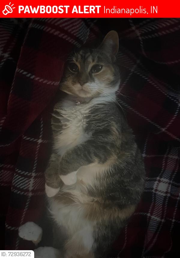 Lost Female Cat last seen near hoosier dome in fountain swuare, Indianapolis, IN 46203