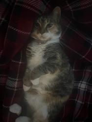 Lost Female Cat last seen near hoosier dome in fountain swuare, Indianapolis, IN 46203