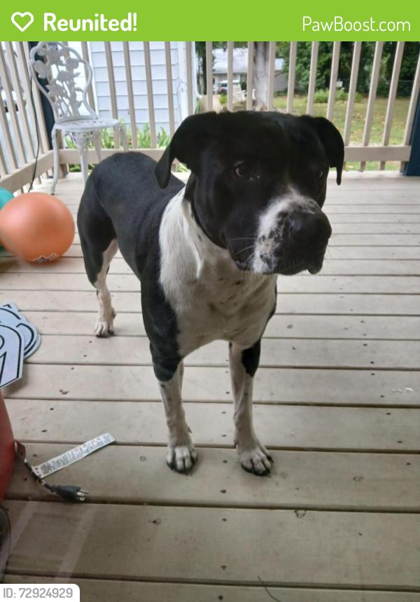 Reunited Male Dog last seen Walmart Hipermarket benton rd. Travel rest, Travelers Rest, SC 29690