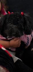 Reunited Female Dog last seen Karlson dr , Albuquerque, NM 87113
