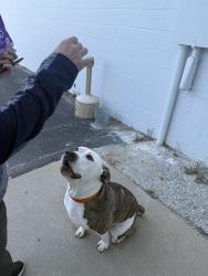 Reunited Male Dog last seen Grifols Plasma Center, Saginaw, MI 48601