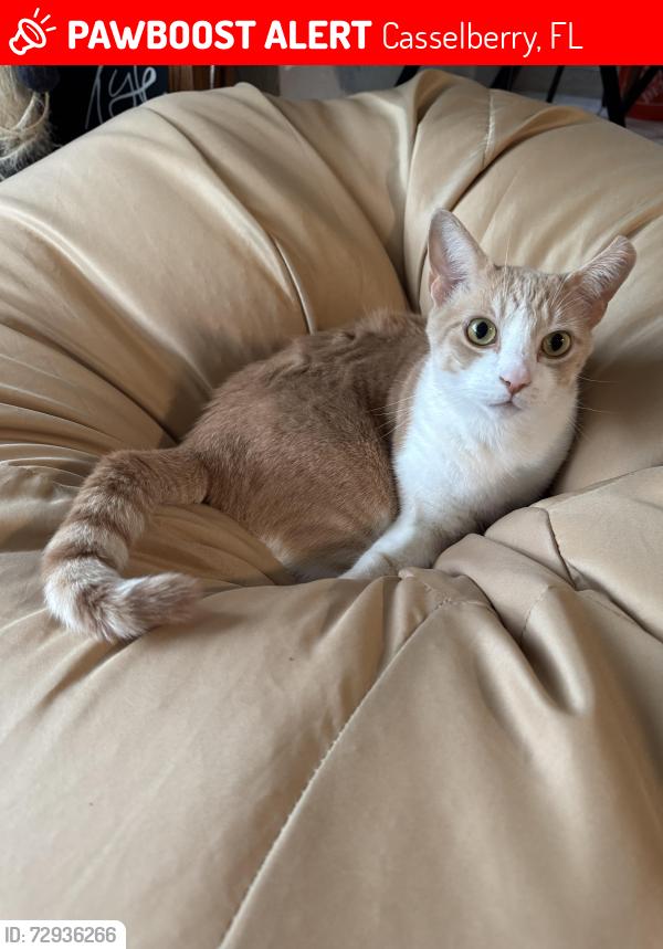 Lost Male Cat last seen Lake Tony, Casselberry, FL 32707