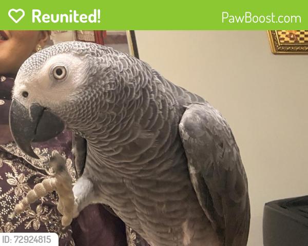 Reunited Male Bird last seen Near crane gardens , Greater London, England UB3 4PD