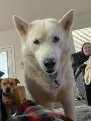 Reunited Female Dog last seen Windy Ridge Subdivision , Simpsonville, SC 29681